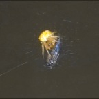 IMG01429-zoomed-in.png